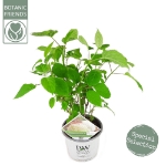 Image de Hydrangea arbo. 'Strong Annabelle'® (PBR)