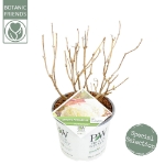 Image de Hydrangea arbo. 'Strong Annabelle'® (PBR)