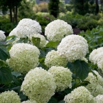 Image de Hydrangea arbo. 'Strong Annabelle'® (PBR)