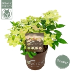 Image de Hydrangea pan. (S)witch® 'Ophelia' (PBR)