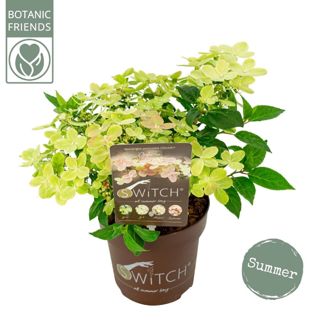 Image de Hydrangea pan. (S)witch® 'Ophelia' (PBR)