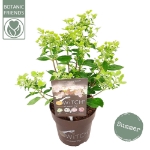 Image de Hydrangea pan. (S)witch® 'Ophelia' (PBR)