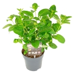 Image de Hydrangea pan. (S)witch® 'Ophelia' (PBR)