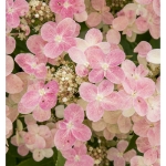 Image de Hydrangea pan. (S)witch® 'Ophelia' (PBR)