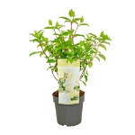 Image de Hydrangea pan. 'Magical Andes' (PBR)