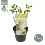 Image de Hydrangea pan. 'Magical Andes' (PBR)