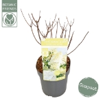 Image de Hydrangea pan. 'Magical Andes' (PBR)