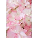 Image de Hydrangea pan. 'Magical Andes' (PBR)