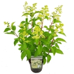 Image de Hydrangea pan. 'Magical Himalaya' (PBR)