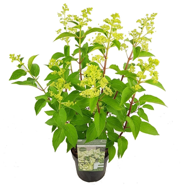 Image de Hydrangea pan. 'Magical Himalaya' (PBR)