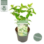 Image de Hydrangea pan. 'Magical Himalaya' (PBR)