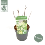 Image de Hydrangea pan. 'Magical Himalaya' (PBR)