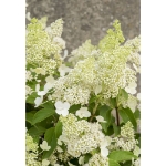 Image de Hydrangea pan. 'Magical Himalaya' (PBR)