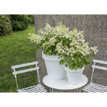 Image de Hydrangea pan. 'Magical Himalaya' (PBR)