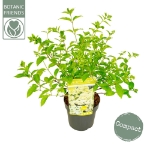 Image de Hydrangea pan. 'Magical Lime Sparkle' (PBR)