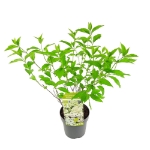 Image de Hydrangea pan. 'Magical Lime Sparkle' (PBR)