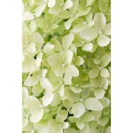 Image de Hydrangea pan. 'Magical Lime Sparkle' (PBR)
