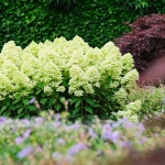 Image de Hydrangea pan. 'Magical Lime Sparkle' (PBR)