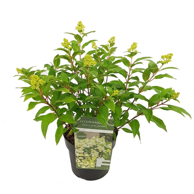 Image de Hydrangea pan. 'Magical Matterhorn' (PBR)