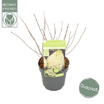 Image de Hydrangea pan. 'Magical Matterhorn' (PBR)