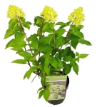 Image de Hydrangea pan. 'Magical Mont Blanc' (PBR)
