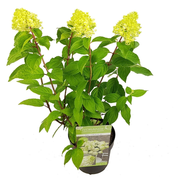 Image de Hydrangea pan. 'Magical Mont Blanc' (PBR)