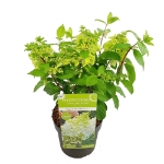 Image de Hydrangea pan. 'Magical Mont Blanc' (PBR)