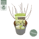 Image de Hydrangea pan. 'Magical Mont Blanc' (PBR)