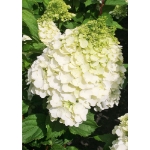 Image de Hydrangea pan. 'Magical Mont Blanc' (PBR)