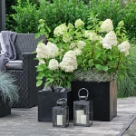 Image de Hydrangea pan. 'Magical Mont Blanc' (PBR)