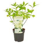 Image de Hydrangea pan. 'Magical Summer' (PBR)