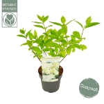 Image de Hydrangea pan. 'Magical Summer' (PBR)