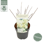 Image de Hydrangea pan. 'Magical Summer' (PBR)