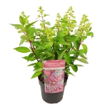 Image de Hydrangea pan. 'Magical Vesuvio' (PBR)