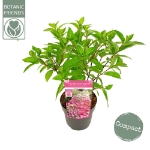 Image de Hydrangea pan. 'Magical Vesuvio' (PBR)