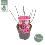 Image de Hydrangea pan. 'Magical Vesuvio' (PBR)