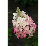 Image de Hydrangea pan. 'Magical Vesuvio' (PBR)