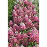 Image de Hydrangea pan. 'Magical Vesuvio' (PBR)