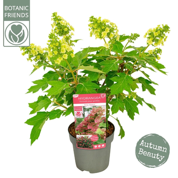 Image de Hydrangea que. 'Ruby Slippers' (PBR)