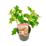 Image de Hydrangea que. 'Ruby Slippers' (PBR)