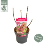 Image de Hydrangea que. 'Ruby Slippers' (PBR)