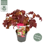 Image de Hydrangea que. 'Ruby Slippers' (PBR)