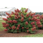 Image de Hydrangea que. 'Ruby Slippers' (PBR)