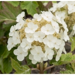 Image de Hydrangea que. 'Ruby Slippers' (PBR)