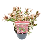 Image de Hydrangea serr. Euphoria® 'pink' (PBR)