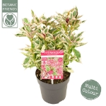 Image de Hydrangea serr. Euphoria® 'pink' (PBR)