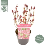 Image de Hydrangea serr. Euphoria® 'pink' (PBR)