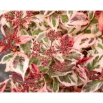 Image de Hydrangea serr. Euphoria® 'pink' (PBR)