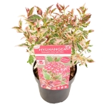Image de Hydrangea serr. Euphoria® 'pink' (PBR)