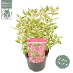 Image de Hydrangea serr. Euphoria® 'pink' (PBR)